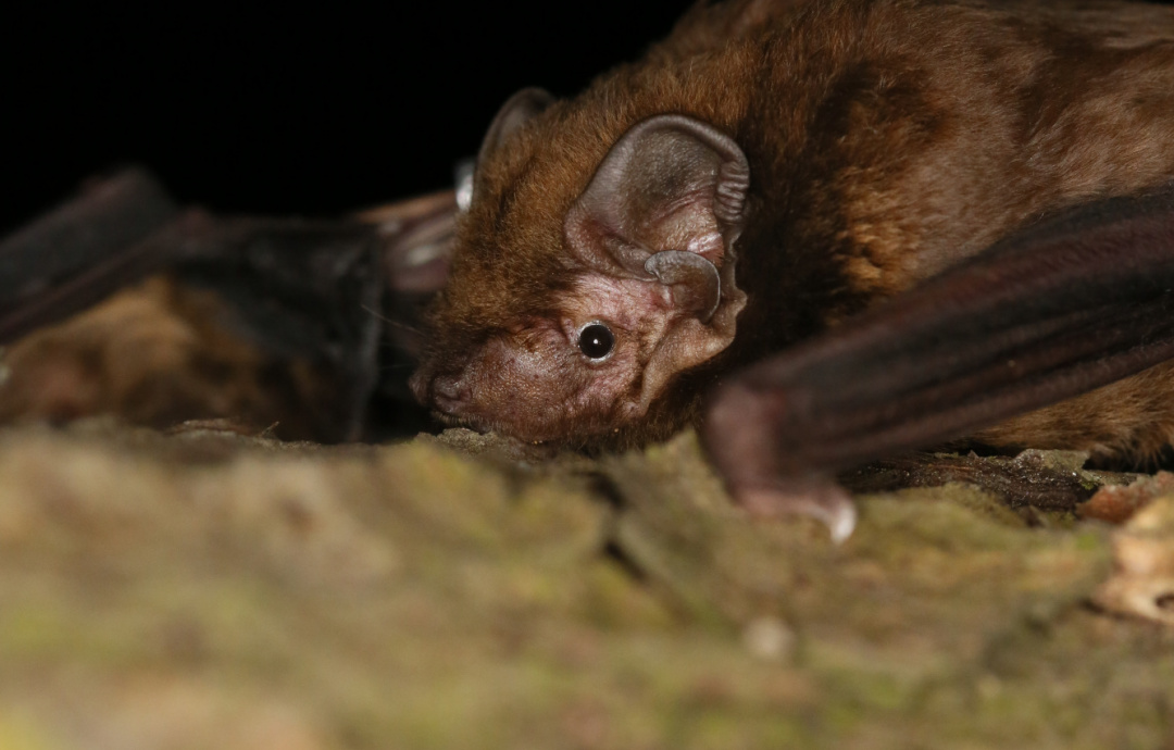 Taiwan's bats | Formosan Golden Bat's Home